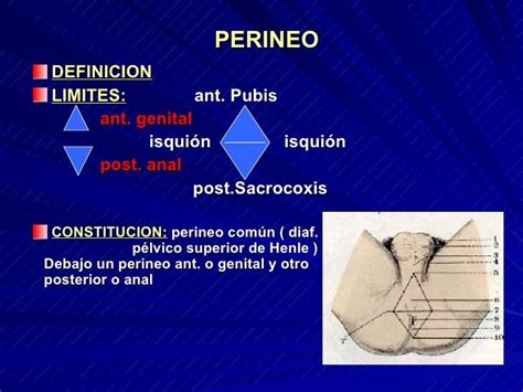 perineo hombre|Perineo